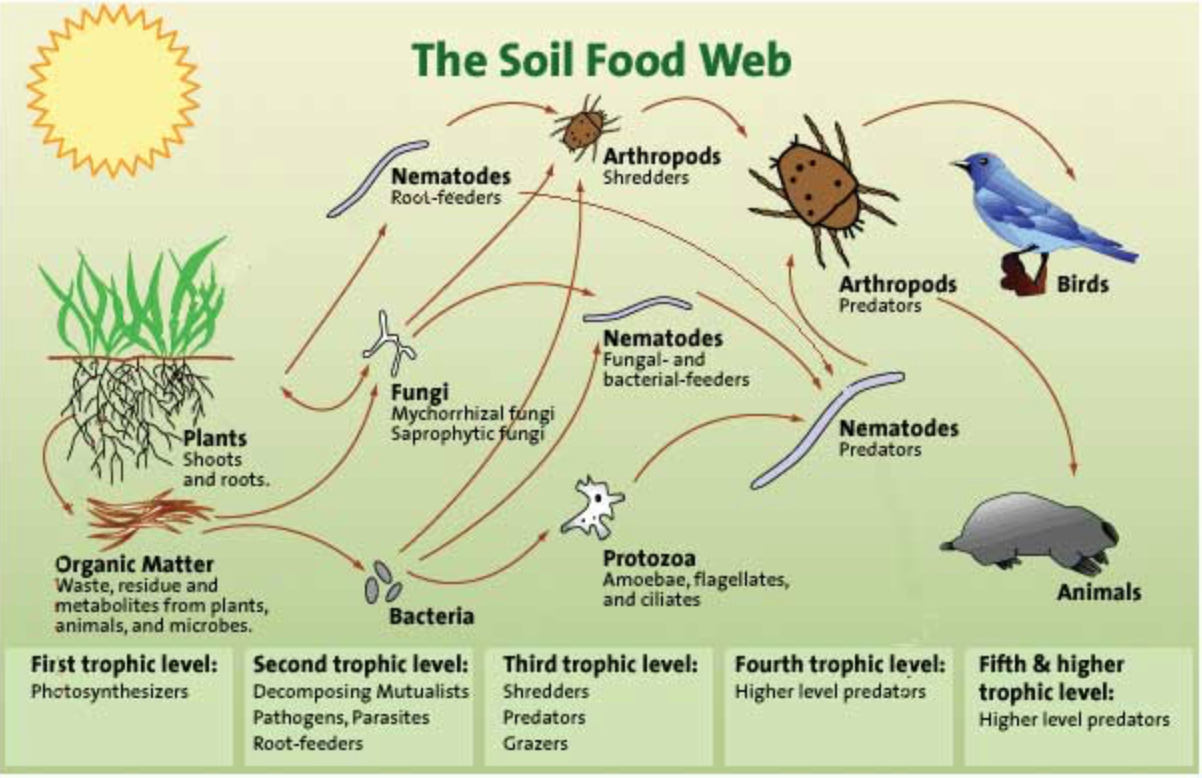 The Soil Food Web